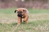 TOSA INU 180